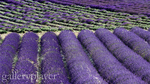 Lavender - GalleryPlayer.jpg